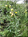 Large-flowered Evening-Primrose