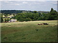 School Cottage and cows in field