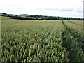 Field of wheat near Stoneton Manor