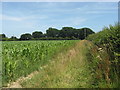 Field edge boundary with maize crop