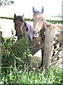 Inquisitive horses at Exelby