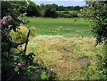 ST4113 : Fields near Mill Farm, Dinnington by Ken Grainger