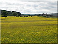 Buttercup meadows south of Lanehead