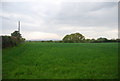 Wheat by the Sussex Ouse Valley Way