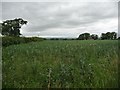 Field of beans off Crindle Carr Lane