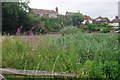 Waterside vegetation, Blatchington Pond