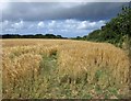 Barley near Trebarber