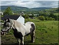 Bradwell pony