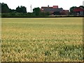 SE4676 : Wheat field  near Little Hutton by Christine Johnstone
