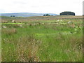 Rough pastures east of Rowfoot (2)