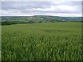 Wheatfield  with  the  Esk  Valley  beyond