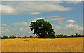 Oak in the oilseed, near Latton