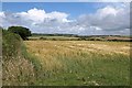 SW8861 : Barley east of Bosoughan by Derek Harper