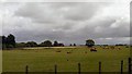 Cattle at Snape Green