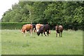 Cows near the dam