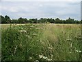 Overgrown bridleway