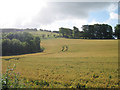 Wheat Field in Alkham Valley