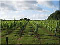 Vineyard off Chalksole Green Lane