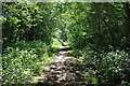 Path, Langshott Wood