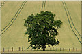 SO5896 : Tree and tracks in a wheat field by David Lally