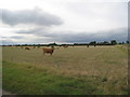 Cows at Marsh Farm