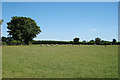 Field of Sheep at Bladbean