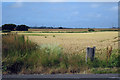 Wheat Field off A259