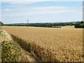 Wheat field off Spinney Lane