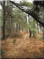 Footpath to Briantspuddle