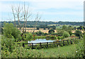 2010 : Duck pond and a dead tree