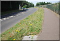 Wildflowers in the verge, Hellesdon Hall Rd