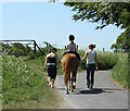 2010 : Four pony tails on the lane to Henfords Marsh