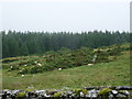 SH7918 : Sheep grazing on hillside by liz dawson