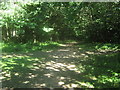 Bridleway and track junction in Covet Wood