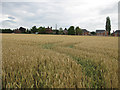 Wheat field on the fringe of Lea