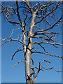 Dead tree, Pirbright Ranges