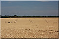 Rolling farmland near Church Street