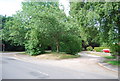 Wooded traffic island, Three Mile Lane