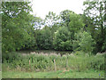 Pond by Manor Farm, Wolverton