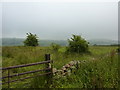 Rusty gate and hawthorn bushes