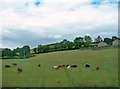 Cattle grazing on drumlin slope