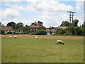 Sheep at Stanford