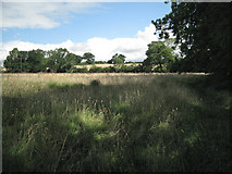 SP2160 : Field by the Bell Brook by Robin Stott