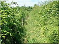 Overgrown footpath