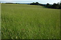 Field near Haselor Farm