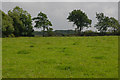 Field near Pant Cefn