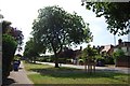 Trees on Eaton Rd