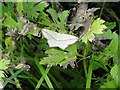 Small Blood-vein Moth