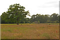 Pastureland south of Lodge Lane