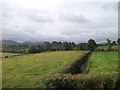 Hedges and ditch at Sugar Bridge, Rathfriland